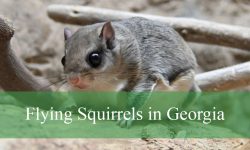 Secrets About Flying Squirrels in Georgia That Will Surprise You
