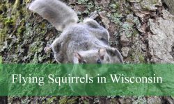 10 Facts About Flying Squirrels in Wisconsin That’ll Blow Your Mind