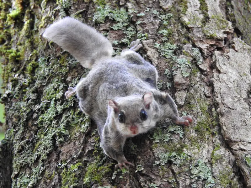 Flying Squirrels in Wisconsin