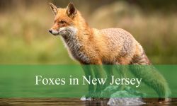 Strange Behaviors of Foxes in New Jersey You Didn’t Know