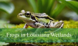 What You Didn’t Know About Frogs in Louisiana Wetlands