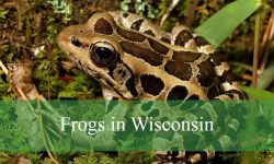 11 Types of Frogs in Wisconsin (With Pictures and Identification)