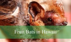 Hidden Facts About Fruit Bats in Hawaii You Didn’t Know