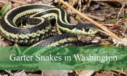 Hidden Facts About Garter Snakes in Washington State