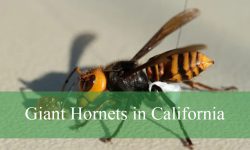 Secrets About Giant Hornets in California You Didn’t Know