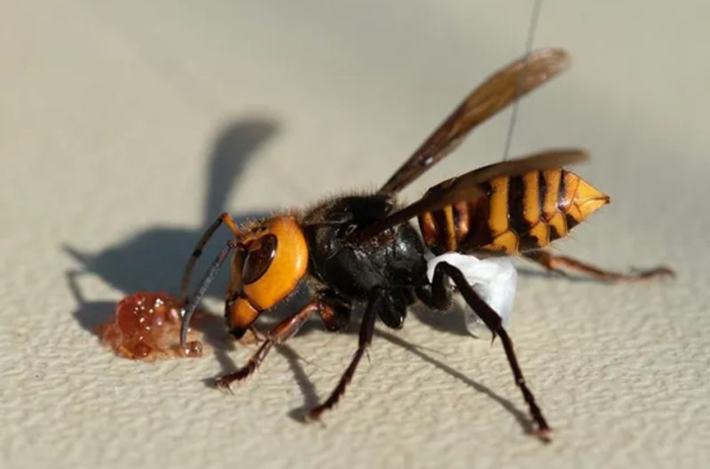 Giant Hornets in California
