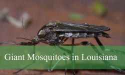 Secrets About Giant Mosquitoes in Louisiana That Will Shock You