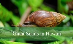 The Truth About Giant Snails in Hawaii You Didn’t Expect
