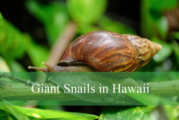 Giant Snails in Hawaii
