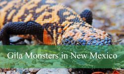 Secrets About Gila Monsters in New Mexico That Surprise You