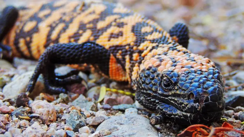 Gila Monsters in New Mexico