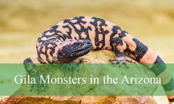 9 Hidden Facts About Gila Monsters in the Arizona Desert