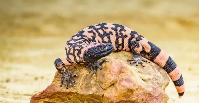 Gila Monsters in the Arizona