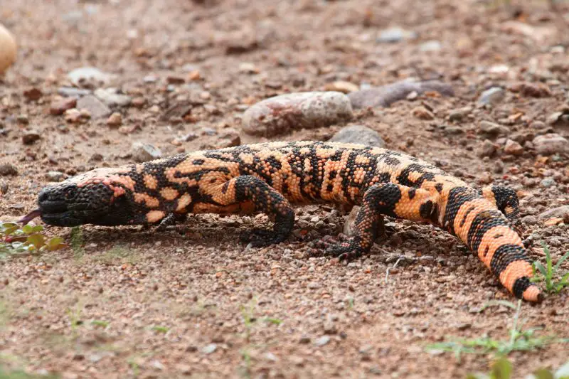Venomous Lizards in Utah