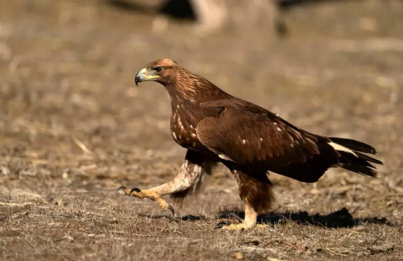 Eagles in South Dakota