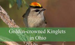 The Truth About Golden-crowned Kinglets in Ohio