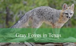 Secrets About Gray Foxes in Texas Forests You Didn’t Know