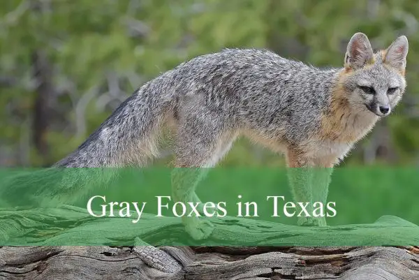 Gray Foxes in Texas