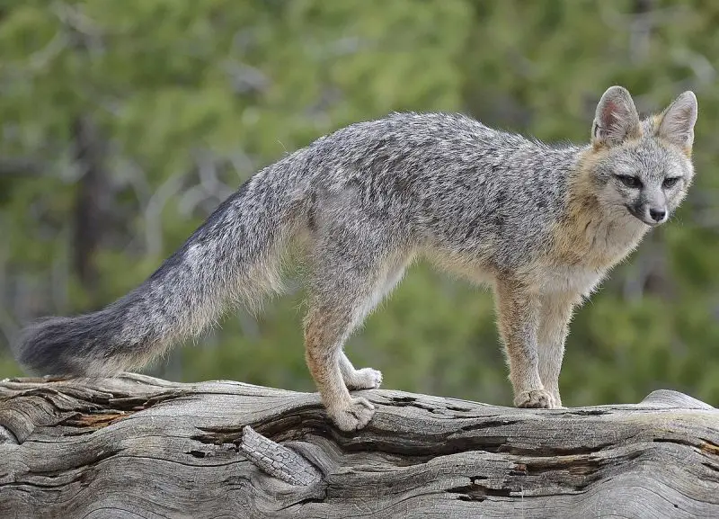 Gray Foxes in Texas