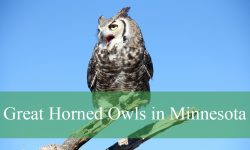 Hidden Facts About Great Horned Owls in Minnesota