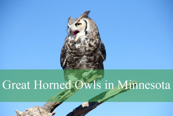Great Horned Owls in Minnesota