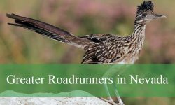 Hidden Facts About Greater Roadrunners in Nevada