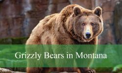 Secrets About Grizzly Bears in Montana No One Talks About