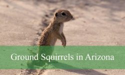 Hidden Facts About Ground Squirrels in Arizona No One Tells You