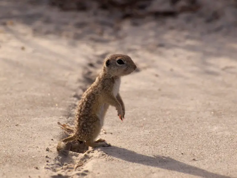 Squirrels in California