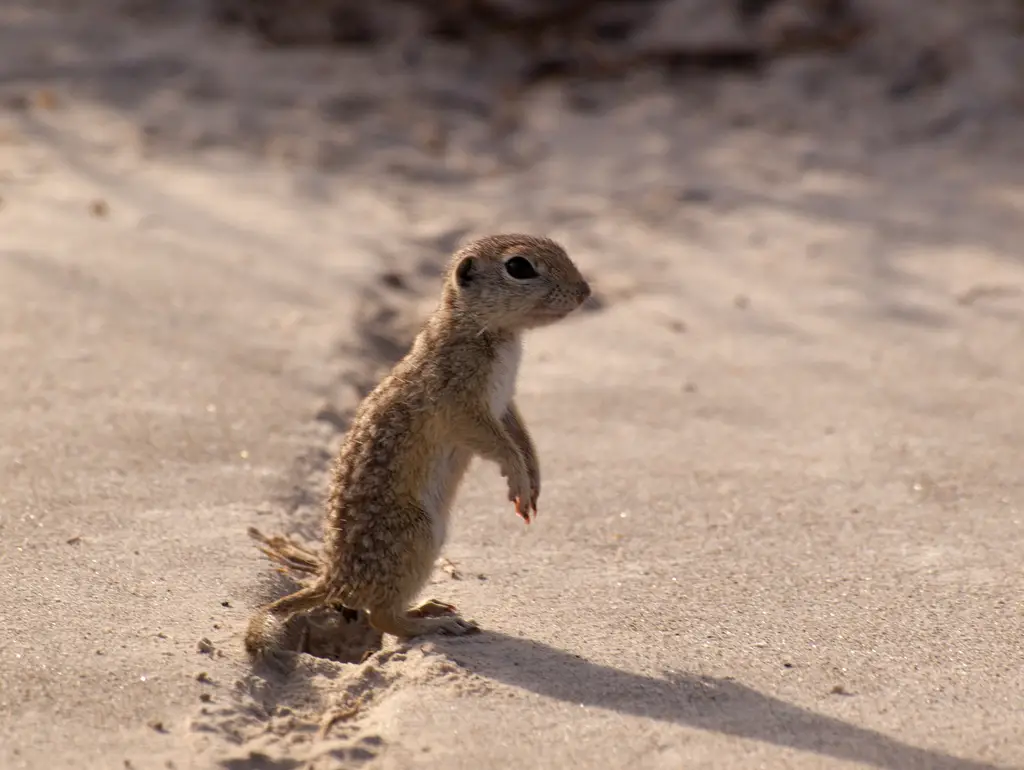 Ground Squirrels in Arizona