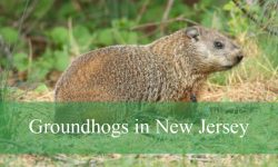 12 Surprising Characteristics of Groundhogs in New Jersey
