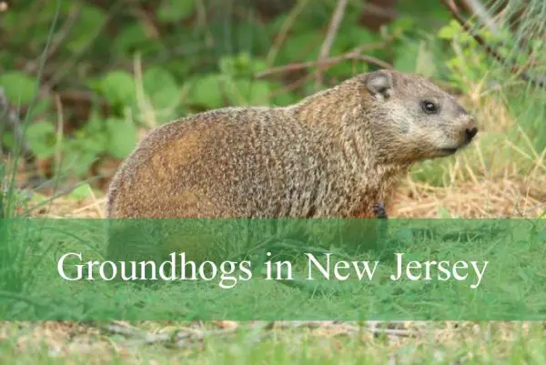 Groundhogs in New Jersey