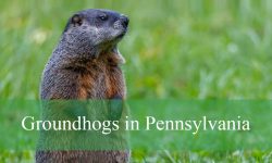 The Truth About Groundhogs in Pennsylvania You Never Heard Of