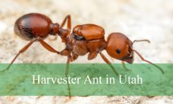 Are Utah Harvester Ant Stings Strong Enough to Harm Humans?