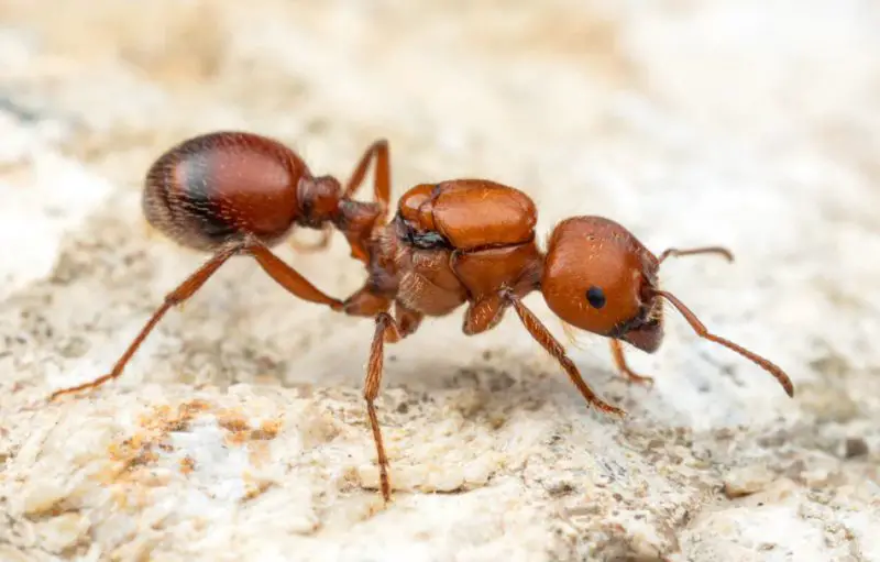 Harvester Ant in Utah