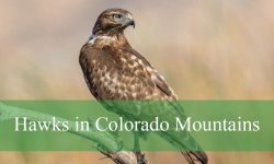 What You Didn’t Know About Hawks in Colorado Mountains