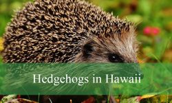 Secrets About Hedgehogs in Hawaii That Will Surprise You