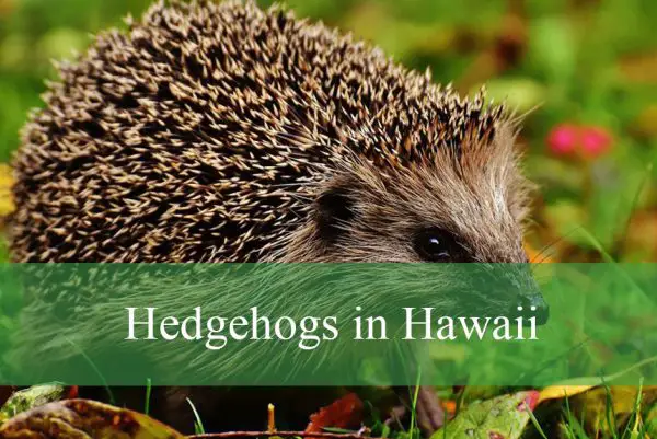 Hedgehogs in Hawaii