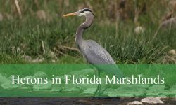 The Truth About Herons in Florida Marshlands You Never Knew