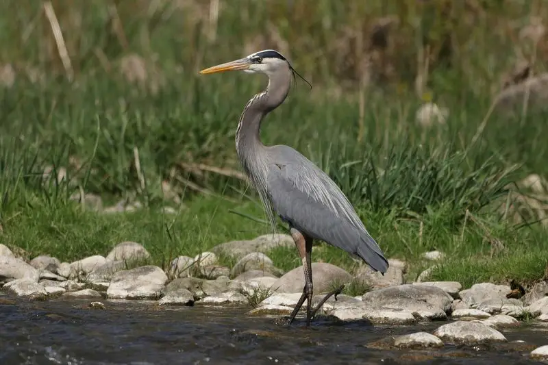Herons in Florida Marshlands
