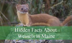 Hidden Facts About Weasels in Maine You Never Imagined