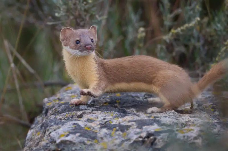 Hidden Facts About Weasels in Maine