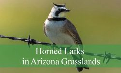 Hidden Facts About Horned Larks in Arizona Grasslands