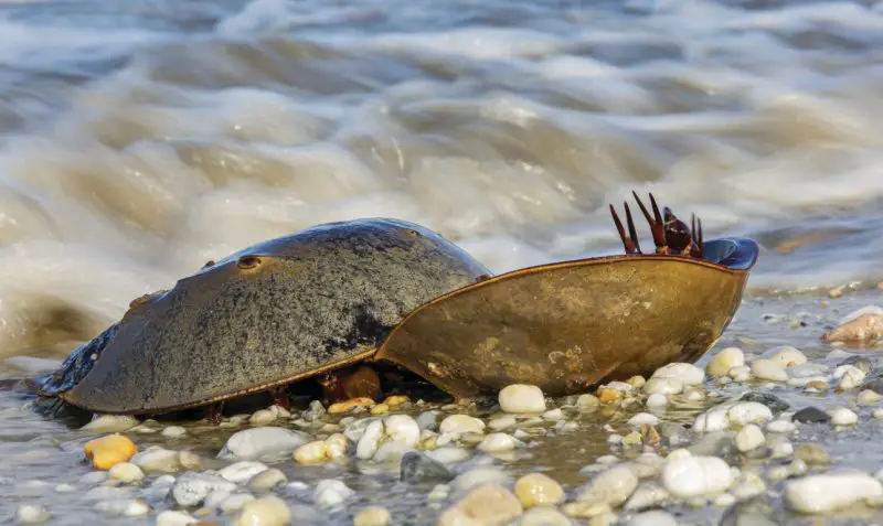 Horseshoe Crabs in Delaware