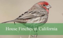 The Truth About House Finches in California You Didn’t Know