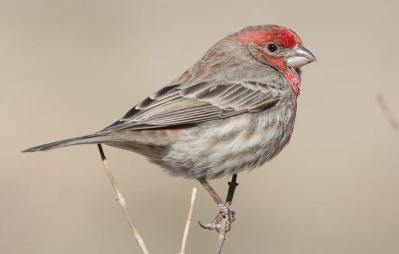 House Finches in California