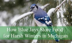 How Blue Jays Store Food for Harsh Winters in Michigan
