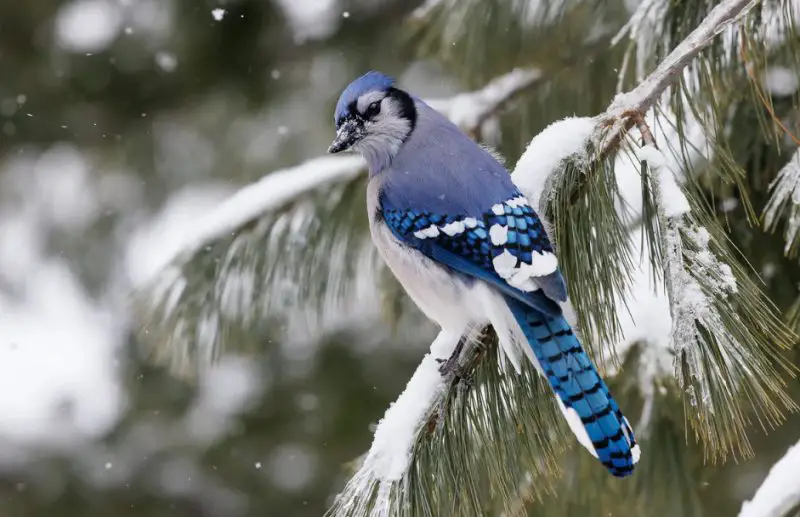 How Blue Jays Store Food for Harsh Winters in Michigan