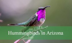Hidden Secrets About Hummingbirds in Arizona