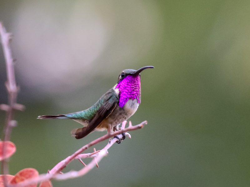 Hummingbirds in Arizona